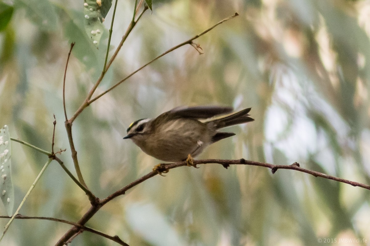 Golden-crowned Kinglet - ML21687141