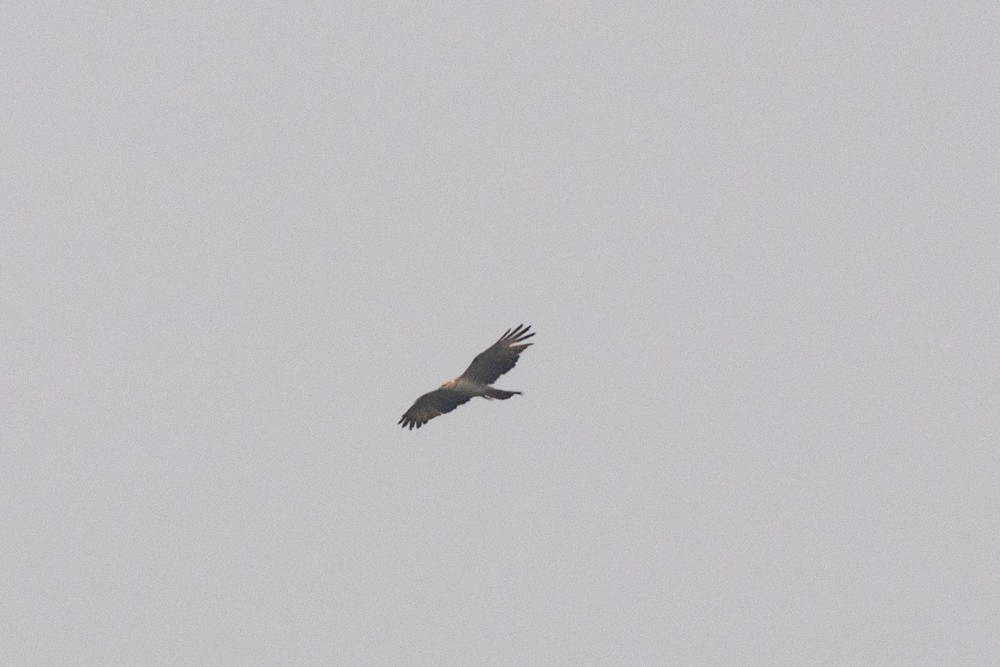 Oriental Honey-buzzard - ML216874931