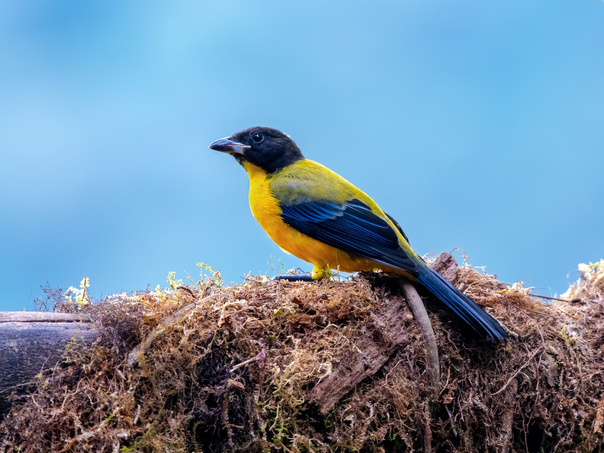 Black-chinned Mountain Tanager - ML216876591