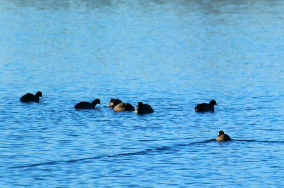 American Coot (Red-shielded) - ML21687701