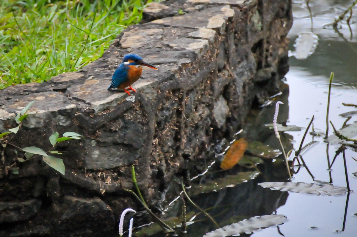 Common Kingfisher - ML216878201