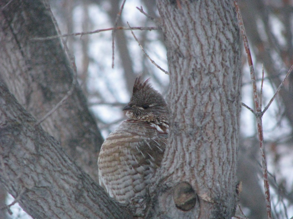 Ruffed Grouse - Sheila Hale