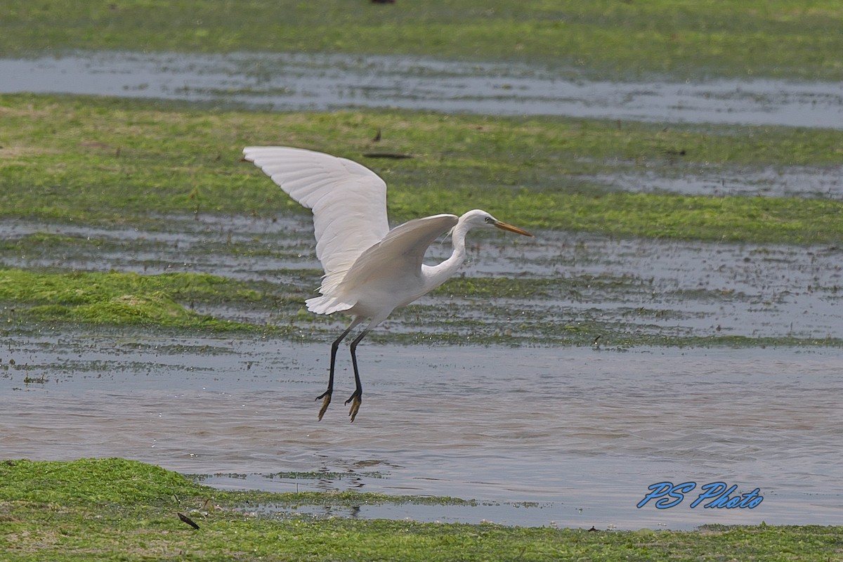 Chinese Egret - Pary  Sivaraman