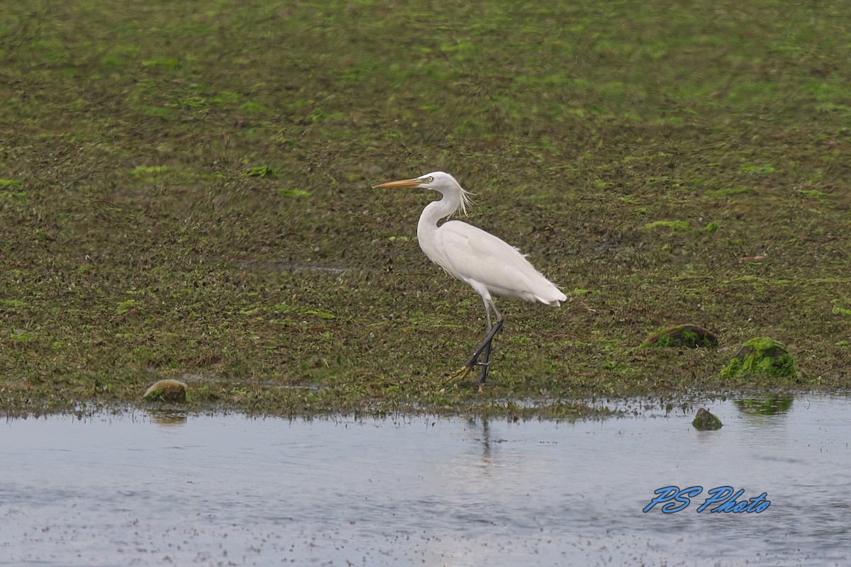 Chinese Egret - Pary  Sivaraman