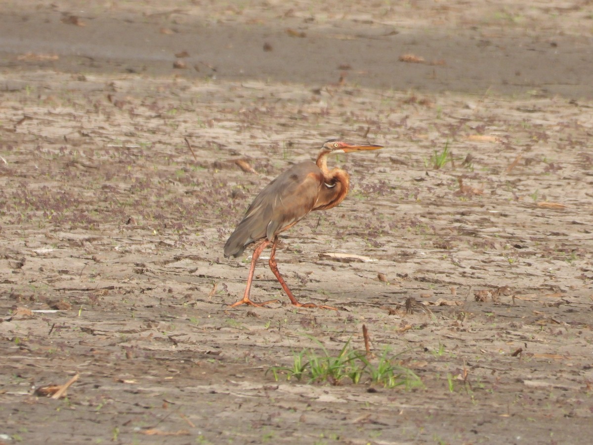 Purple Heron - ML216882151