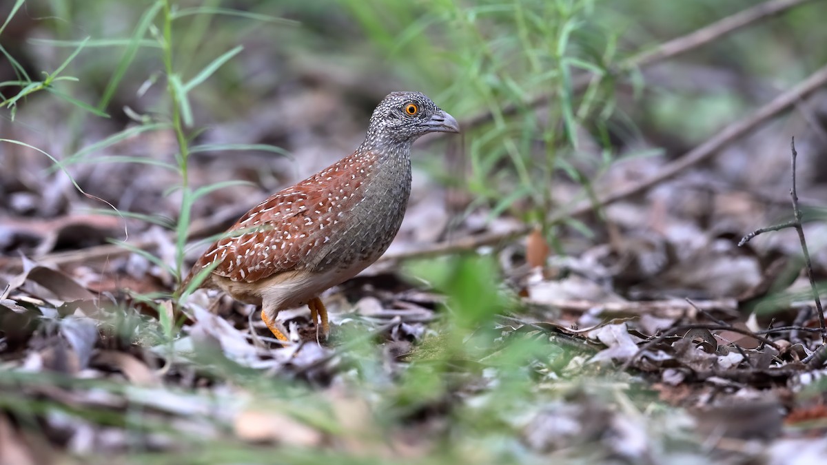Chestnut-backed Buttonquail - Chris Young