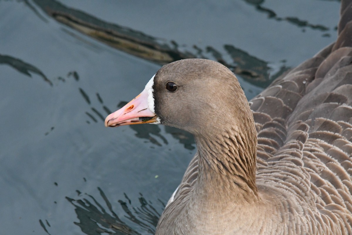 Greater White-fronted Goose - ML216885011