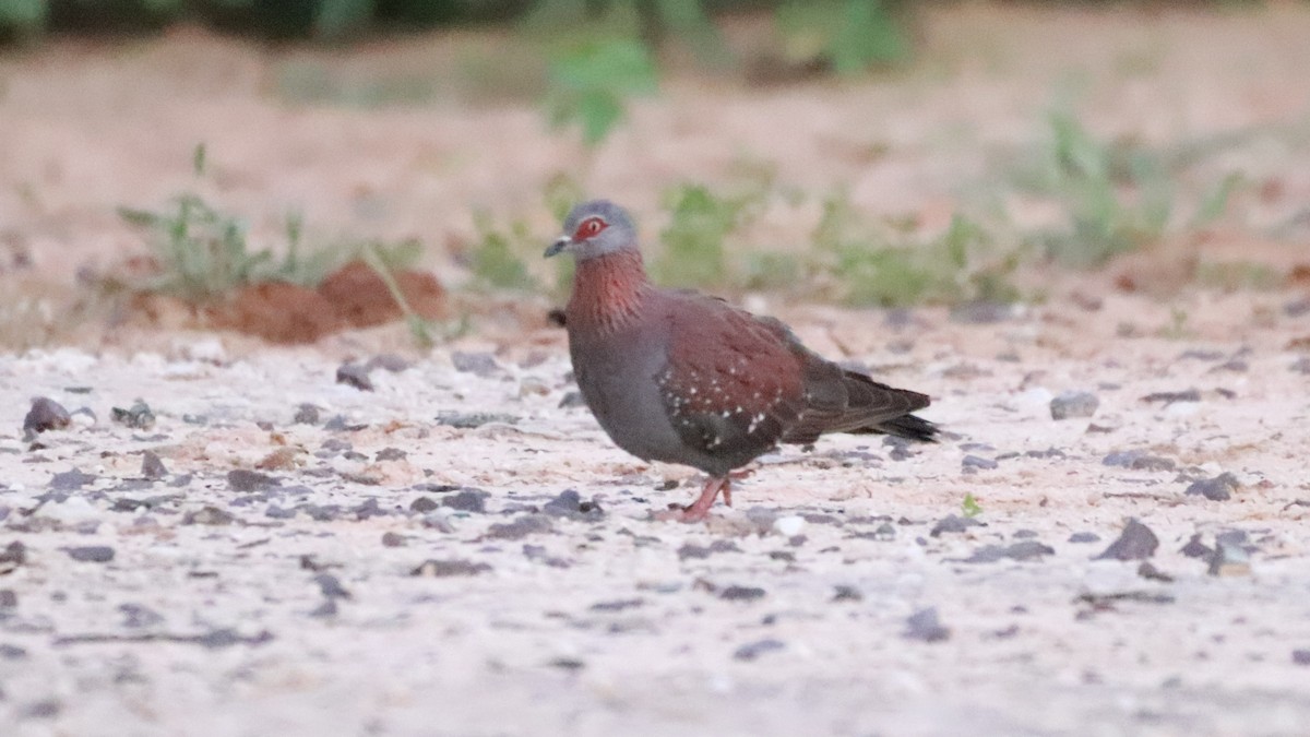 Speckled Pigeon - ML216885731
