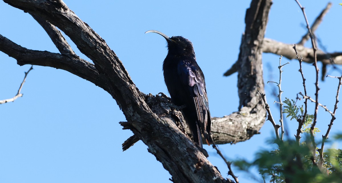 Common Scimitarbill - ML216885771