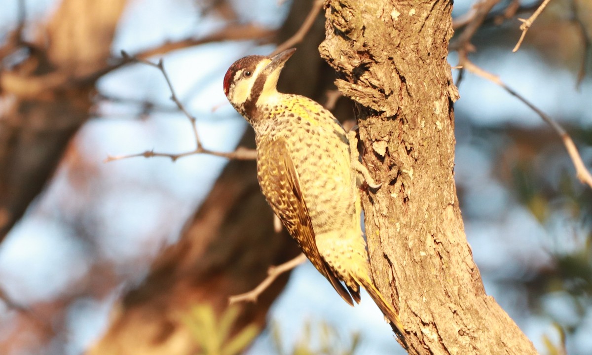 Golden-tailed Woodpecker - Bez Bezuidenhout