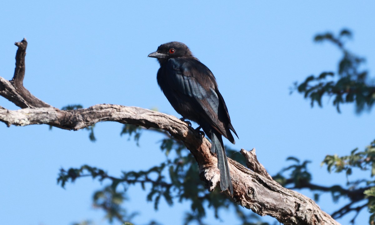 Fork-tailed Drongo - ML216886051