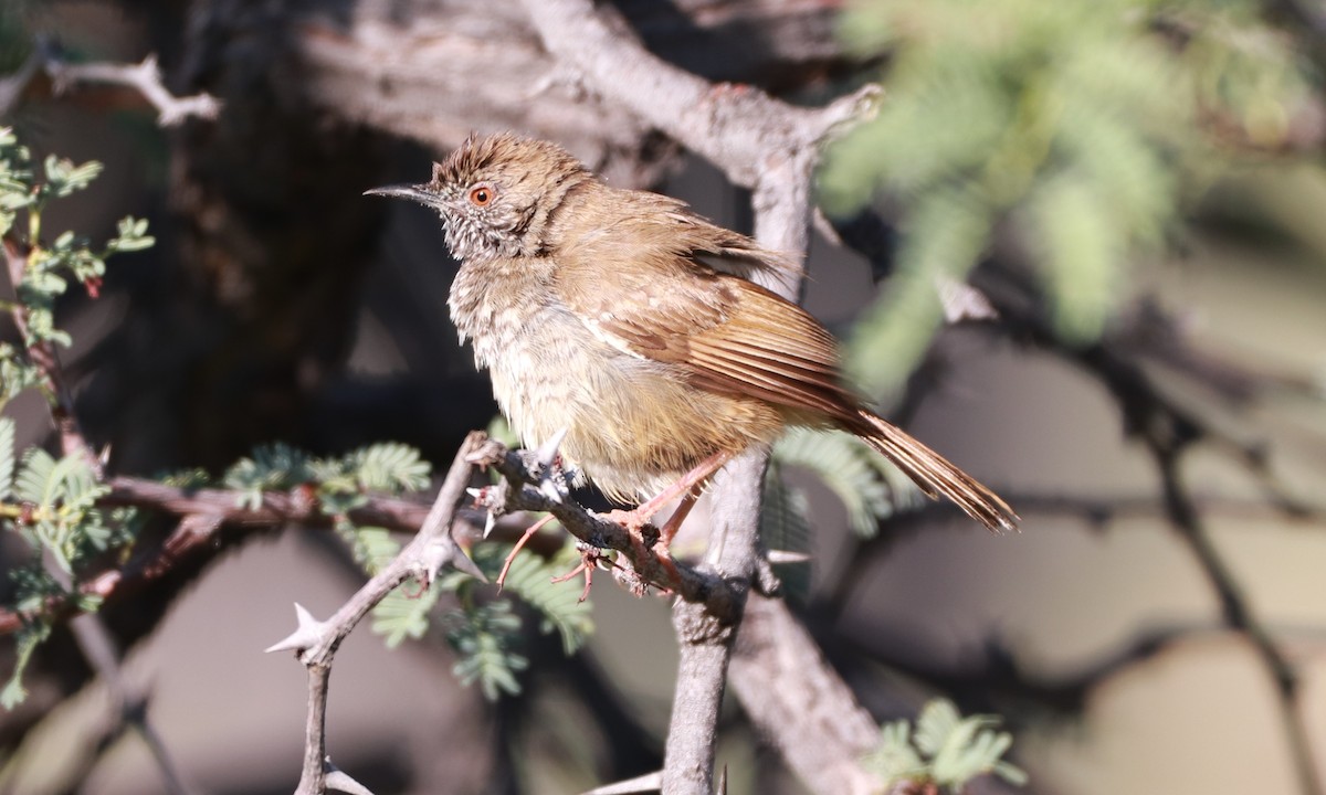 Barred Wren-Warbler - ML216886171