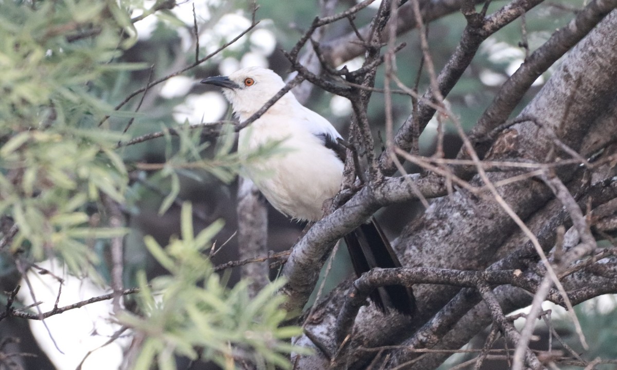 Southern Pied-Babbler - ML216886221