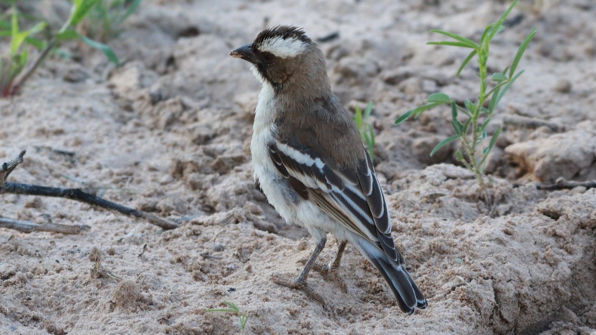 White-browed Sparrow-Weaver - ML216886771