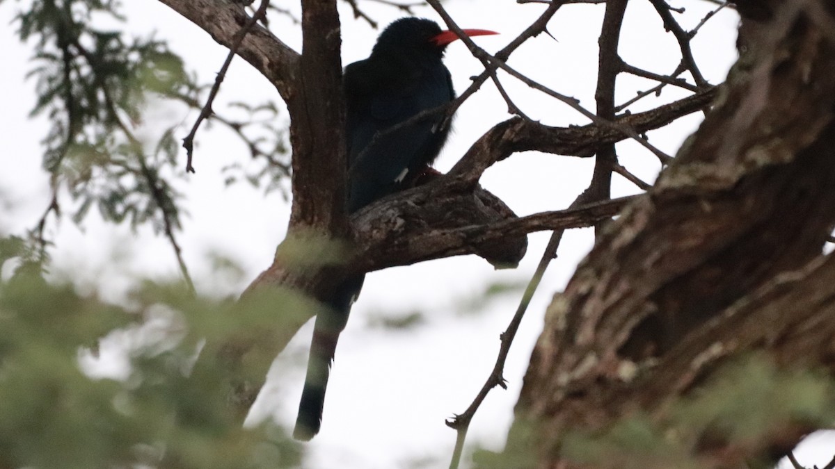 Green Woodhoopoe - ML216886921