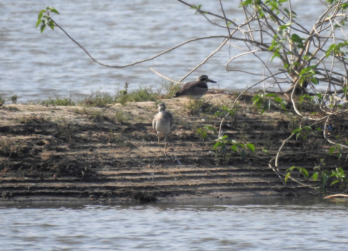 Great Thick-knee - ML216887311