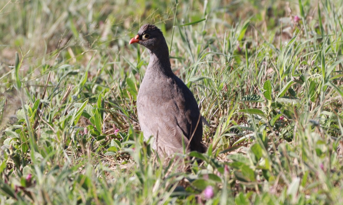 Red-billed Spurfowl - ML216889211