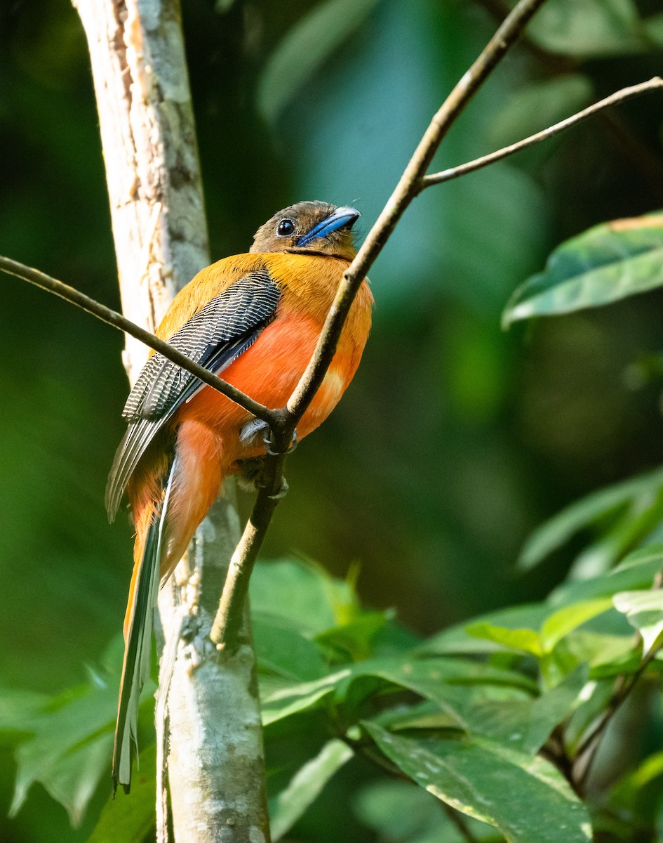 trogon šarlatový - ML216890131