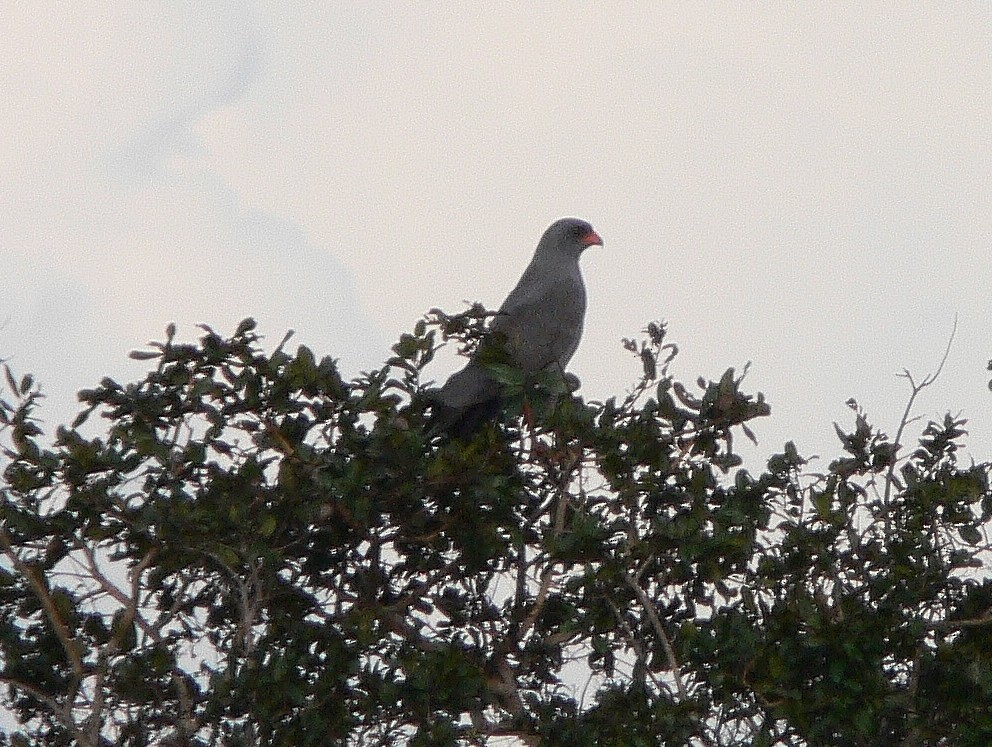 Dark Chanting-Goshawk - ML216890231