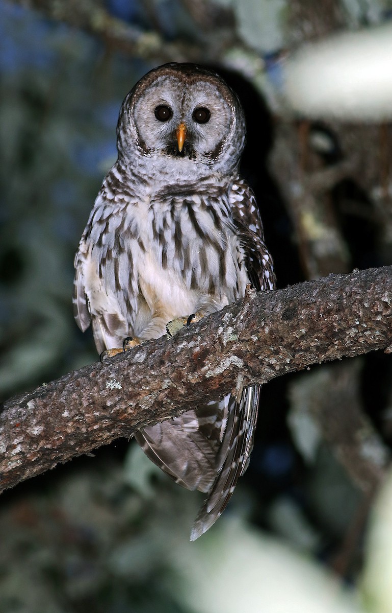 Cinereous Owl - Andrew Spencer