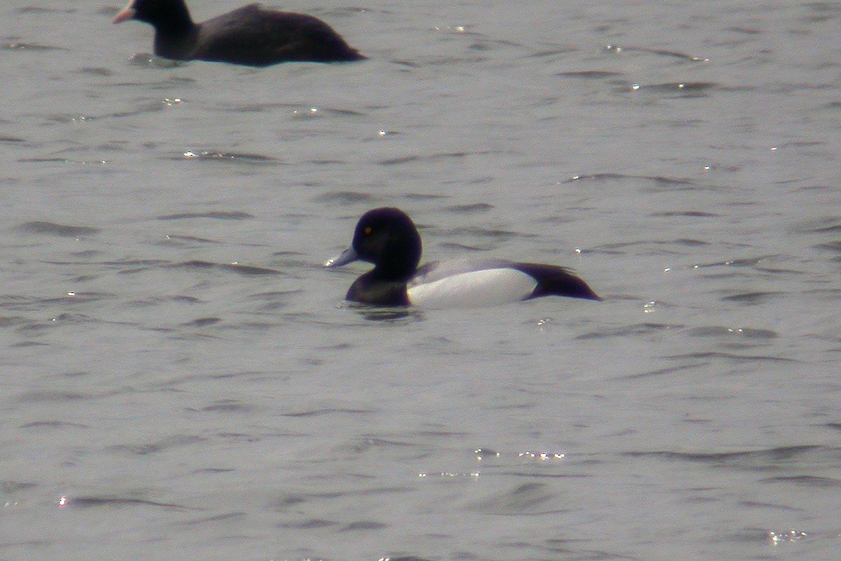 Greater Scaup - Miguel Rouco