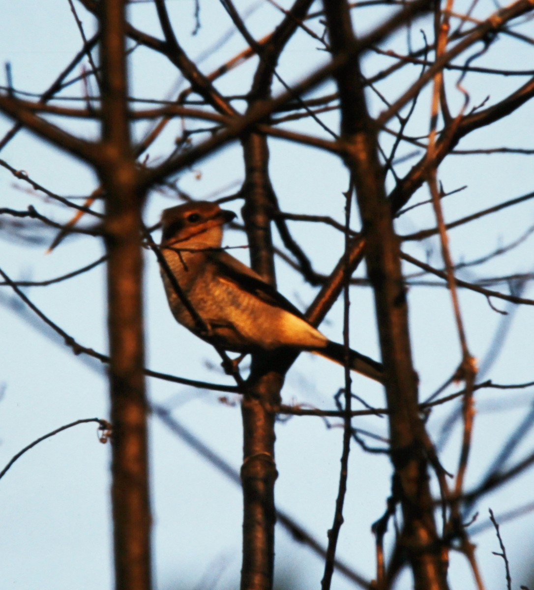 Northern Shrike - ML21689381