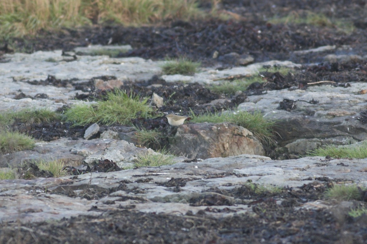 Pouillot véloce (tristis) - ML216894431