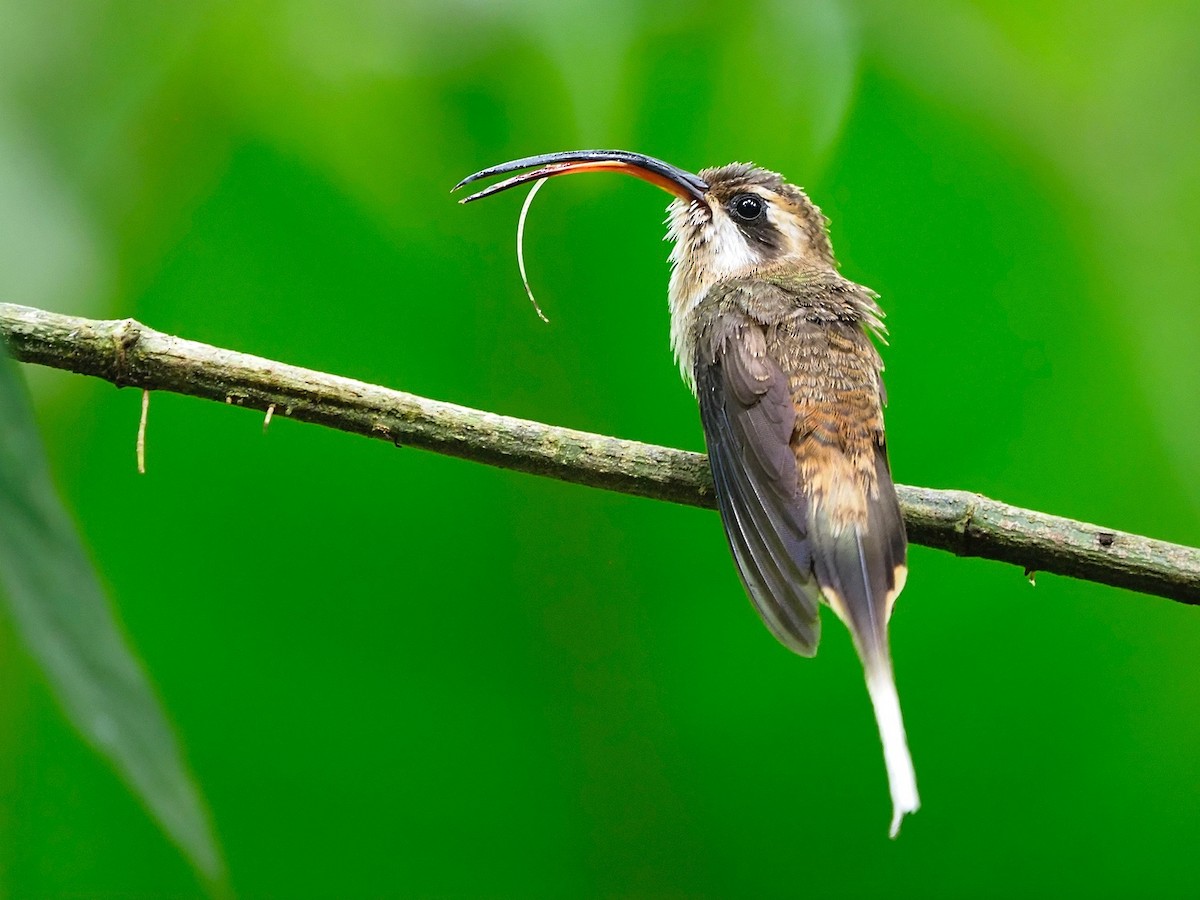 Long-billed Hermit - ML216894441