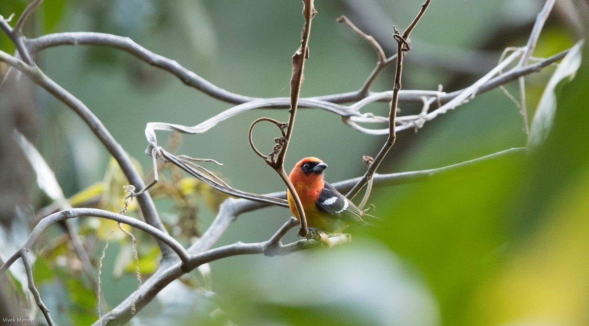 White-winged Tanager - ML216895461