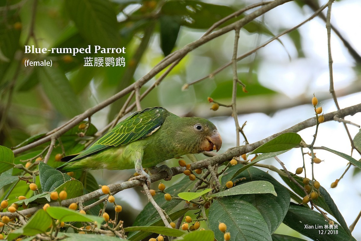 Blue-rumped Parrot - ML216896351