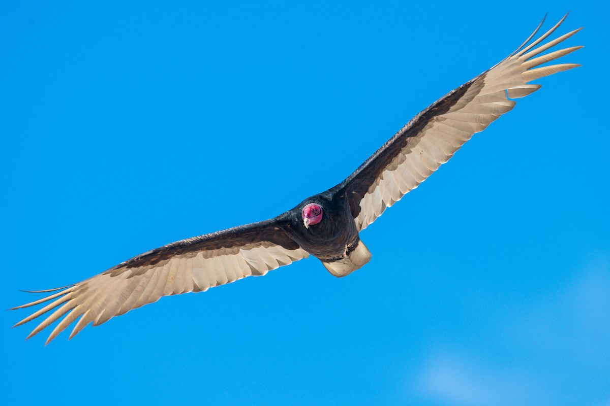 Turkey Vulture - ML216899921