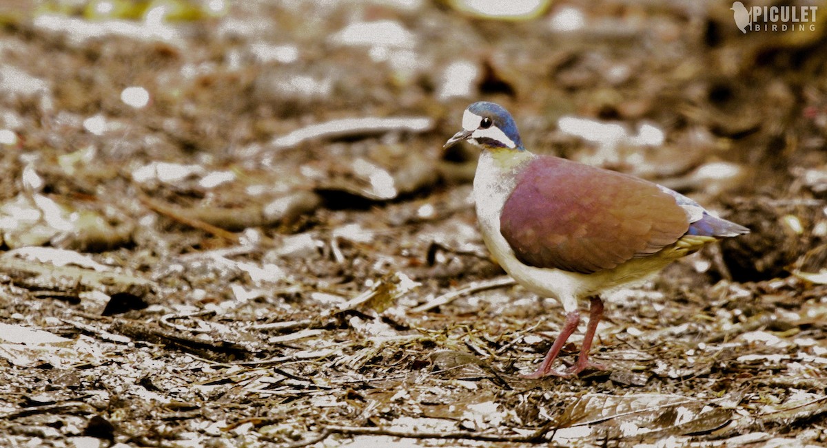 Purple Quail-Dove - ML216900121