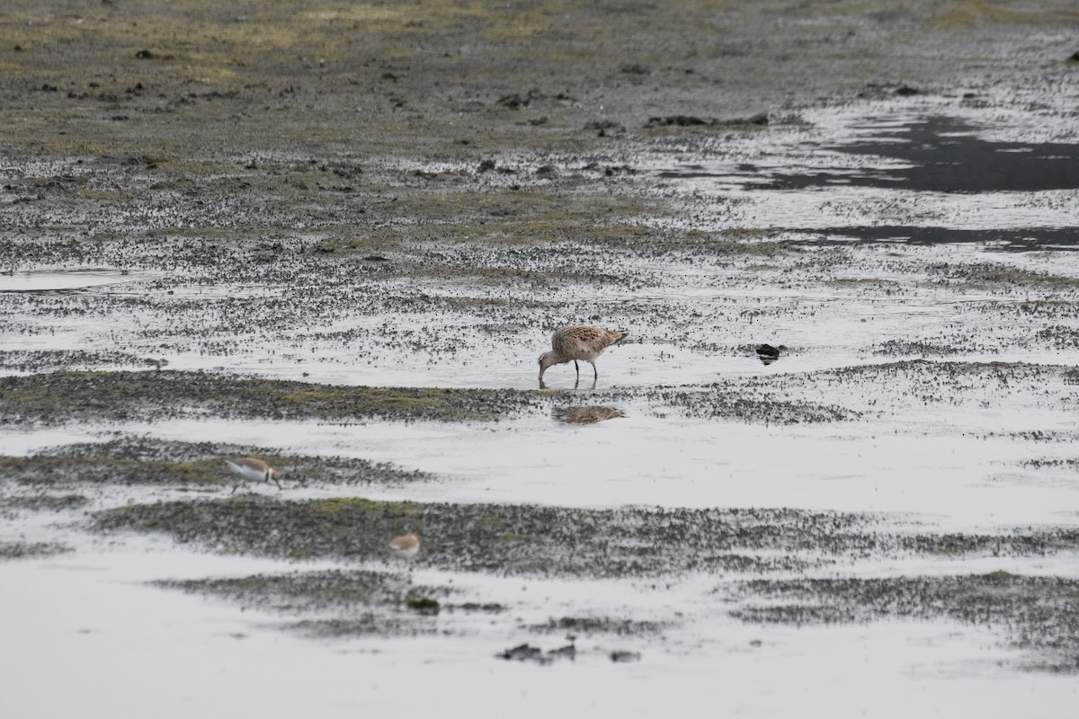 Bar-tailed Godwit - 智偉(Chih-Wei) 張(Chang)