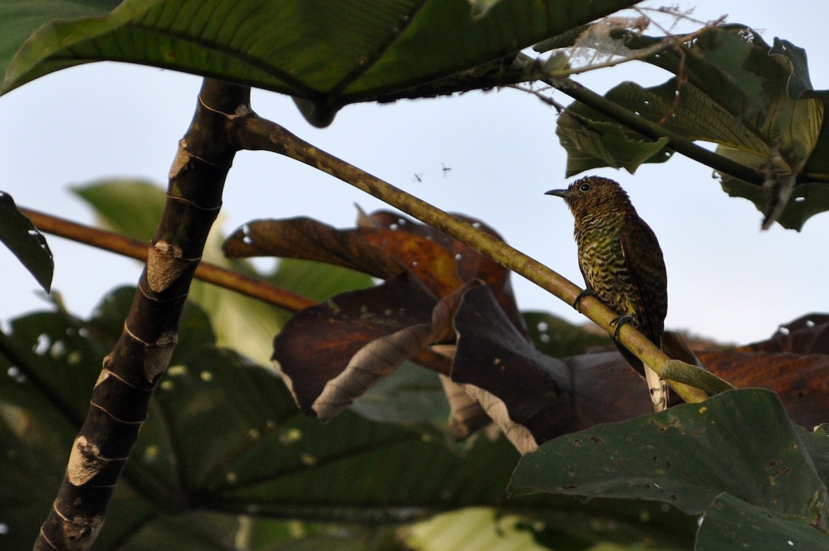African Emerald Cuckoo - ML216901401