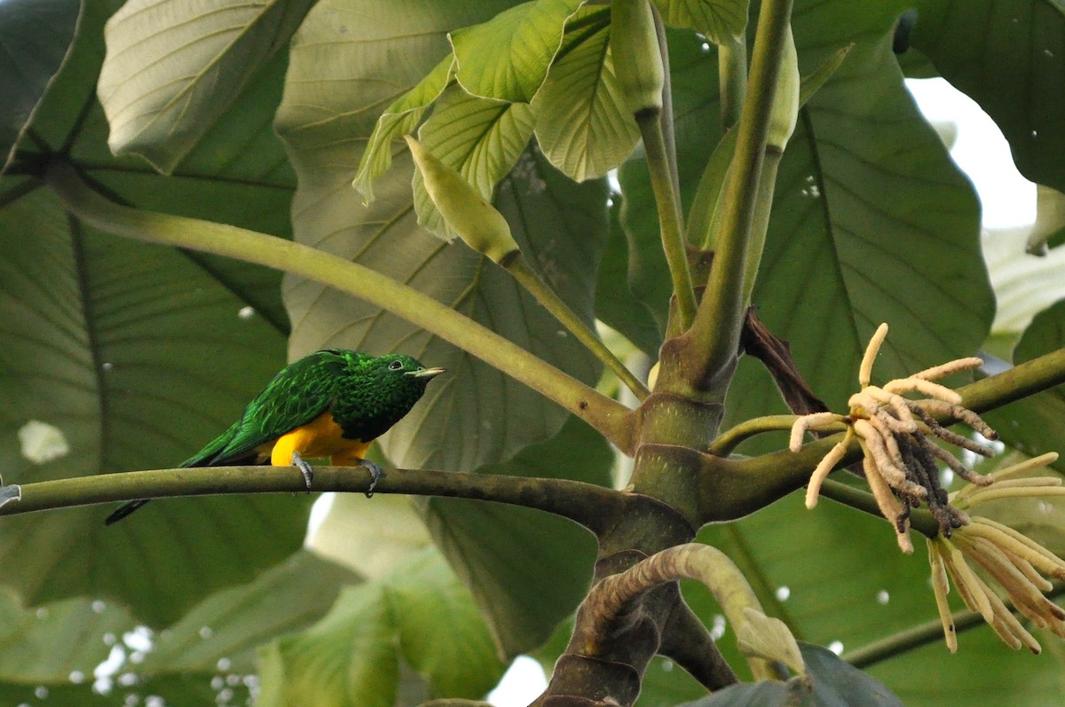 African Emerald Cuckoo - ML216901411
