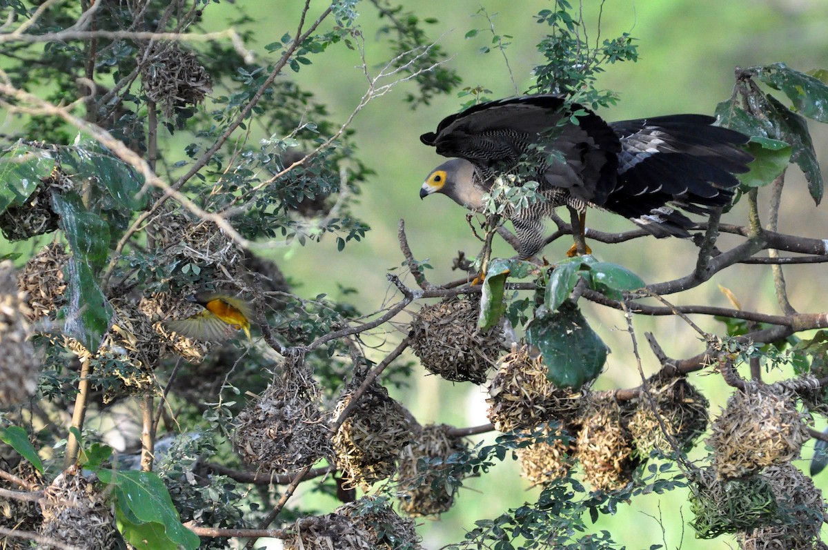 African Harrier-Hawk - ML216901831