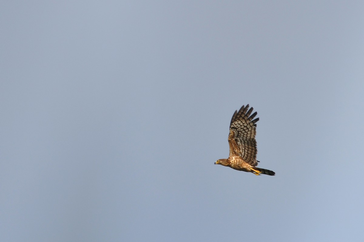 African Harrier-Hawk - ML216901841