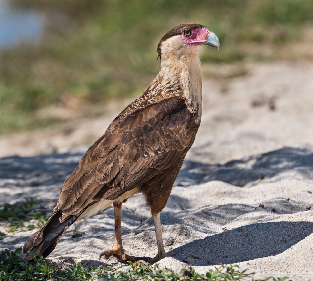 Crested Caracara (Northern) - ML216901901