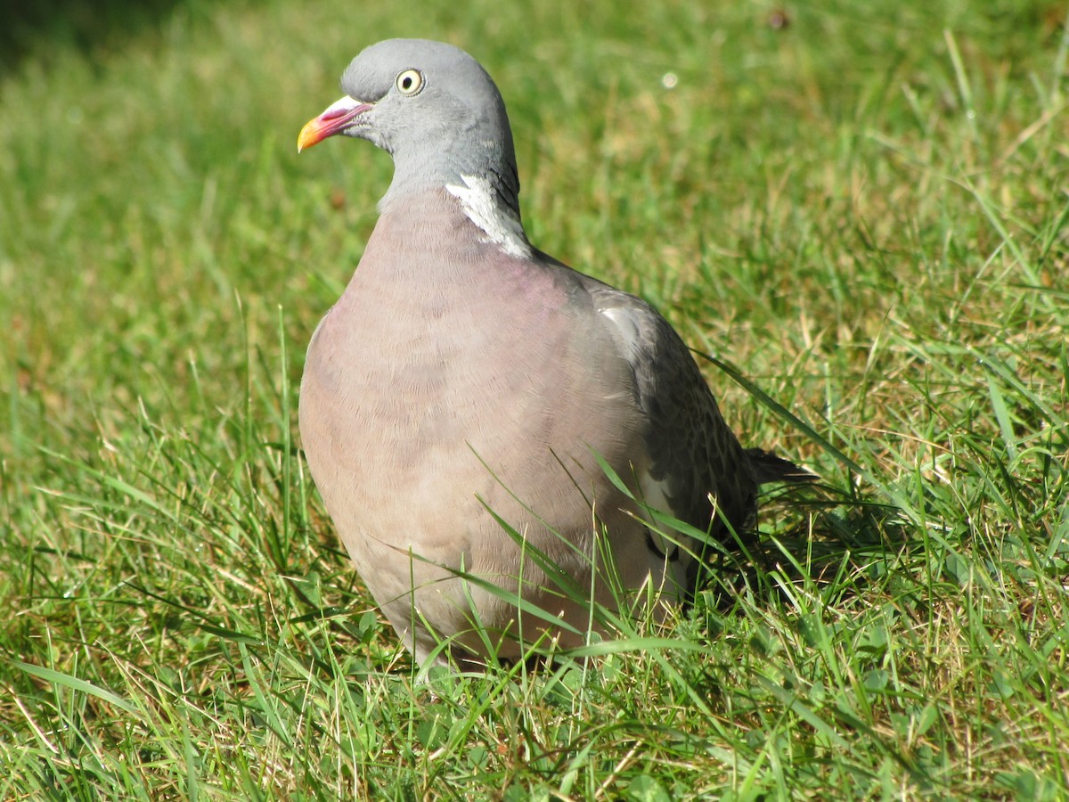 Common Wood-Pigeon - ML216902451