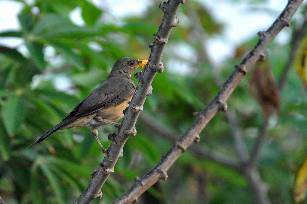 African Thrush - ML216902721