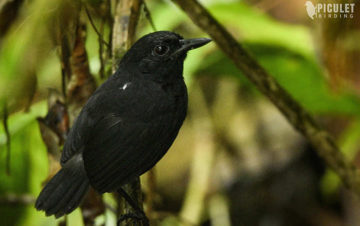 Stub-tailed Antbird - Julio Delgado www.piculetbirding.com