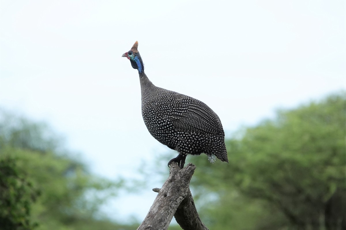 Helmeted Guineafowl - ML216902991