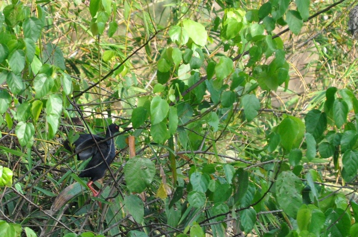 Black Crake - ML216903271