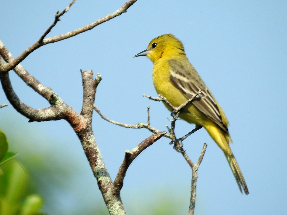 Orchard Oriole (Fuertes's) - bob butler