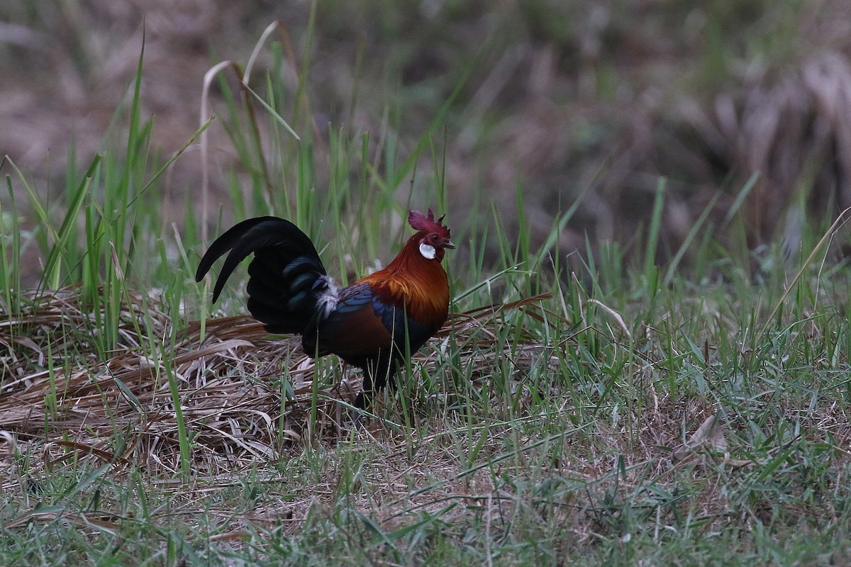 Red Junglefowl - Laval Roy