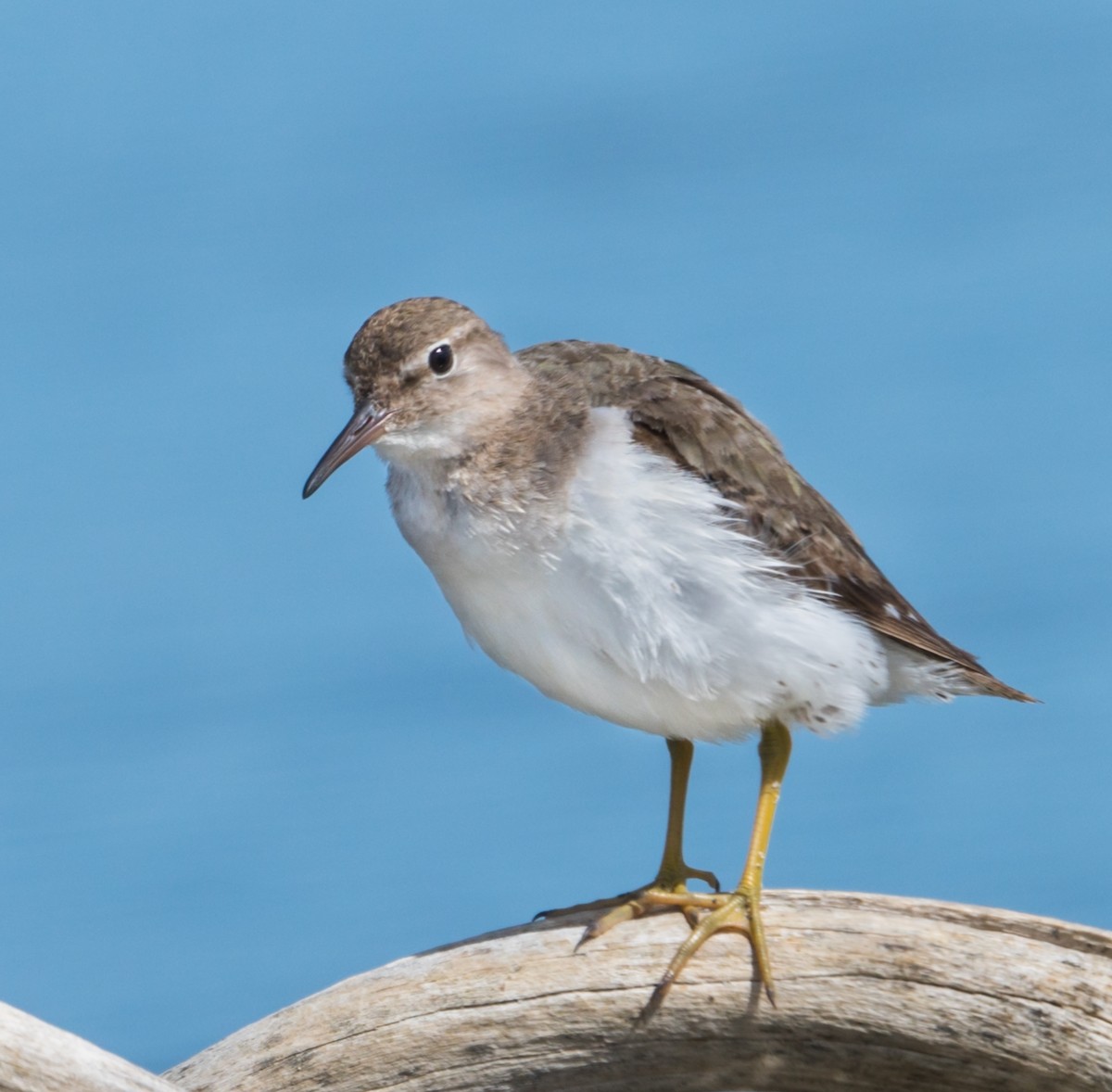 Spotted Sandpiper - ML216903981