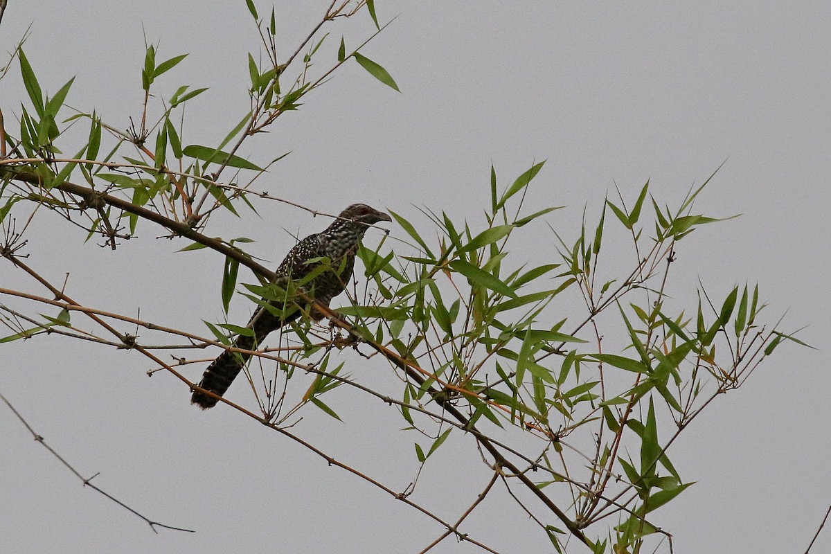 Asian Koel - ML216904041