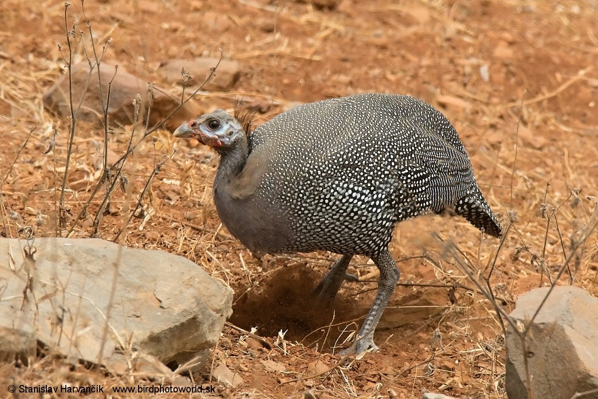 Helmeted Guineafowl - Stanislav Harvančík