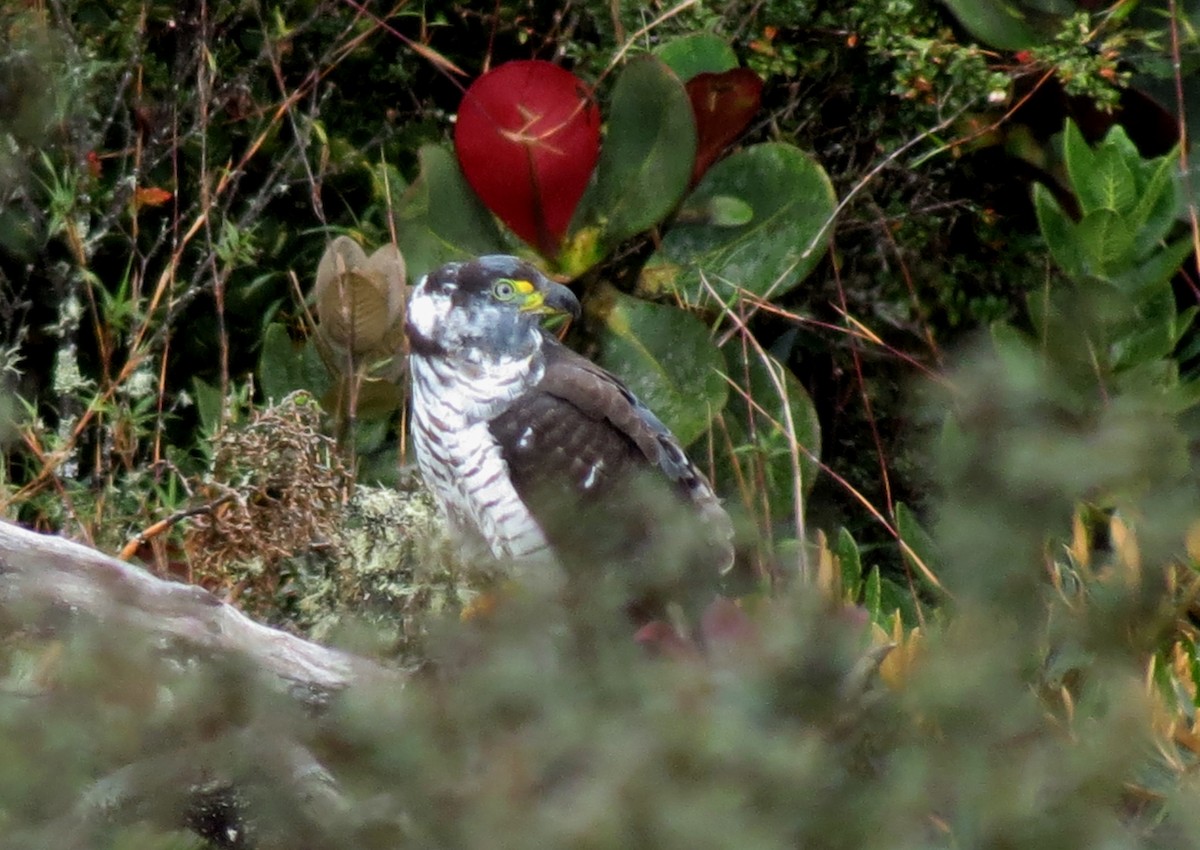 Hook-billed Kite - ML216904771