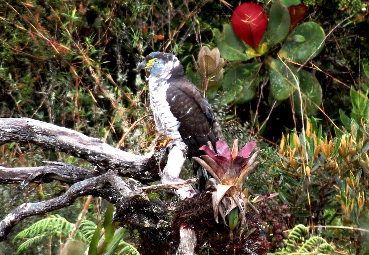 Hook-billed Kite - ML216904841